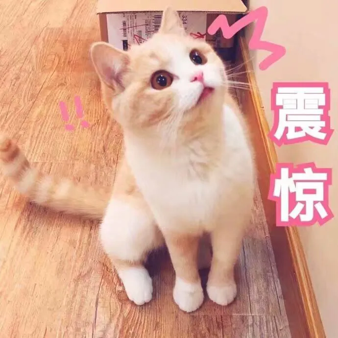 知识贴：猫咪应激反应有什么症状，该怎么应对和预防？