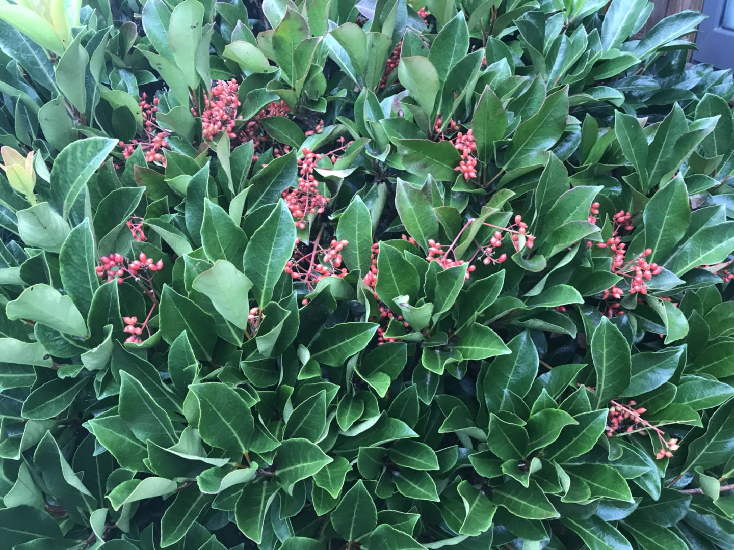 哪些(北方城市有了这些常绿植物,冬季依然可见碧绿—赏16种常绿灌木)