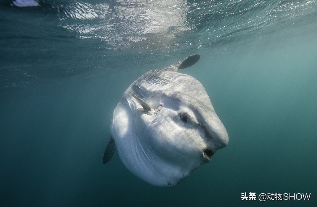 世界上最大的鱼 世界上最大的老鼠-泛经验