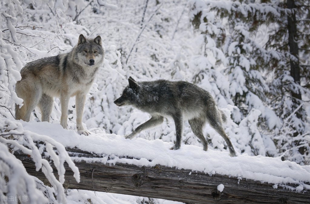 原来狼族内部也有争权夺利的阴谋诡计