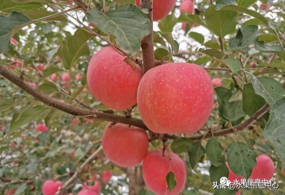 蘋果的產地,蘋果的產地主要在哪里