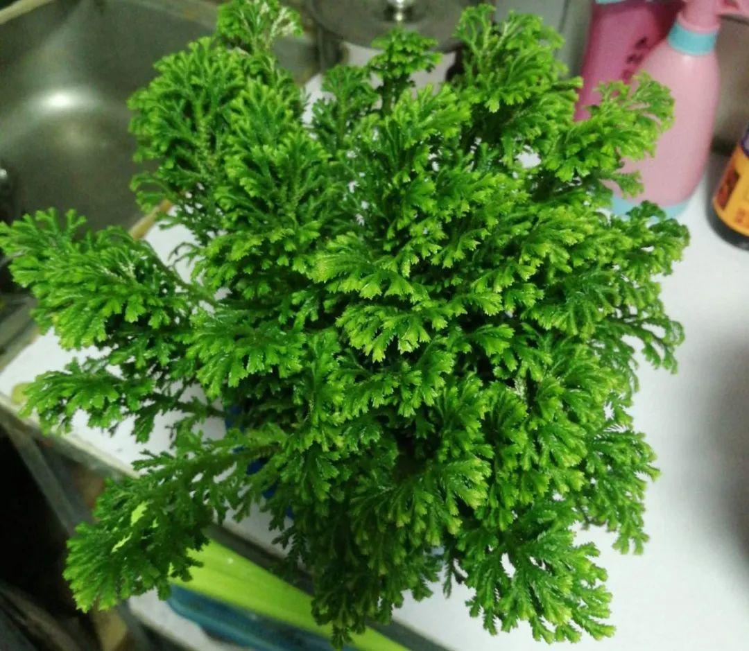 九死還魂草,九死還魂草的功效與作用
