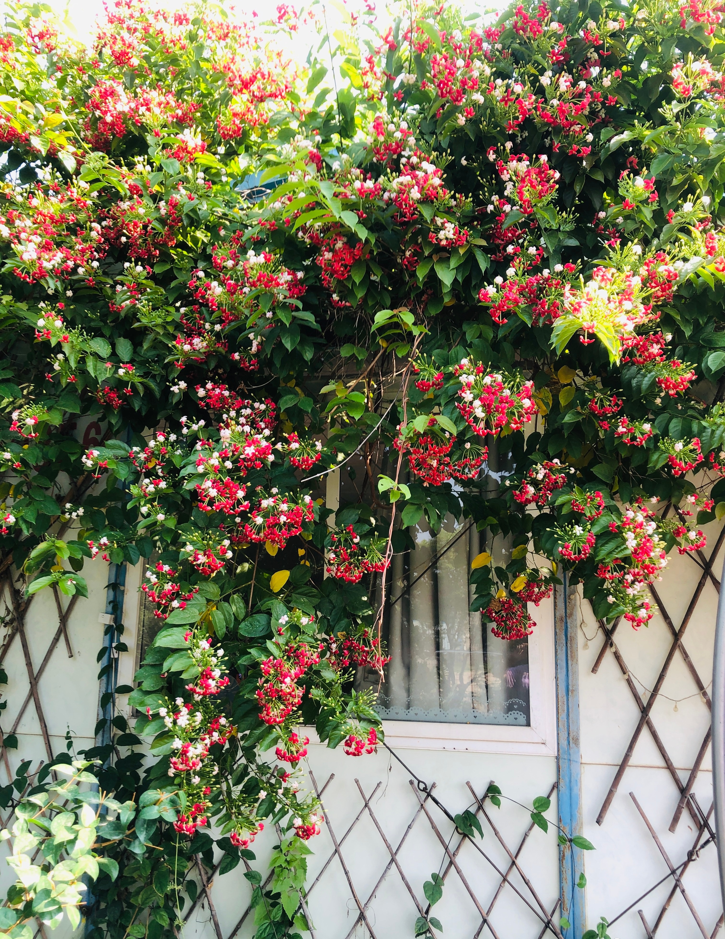 爬藤植物有哪些(农村常见的爬藤草药) - 家电维修网