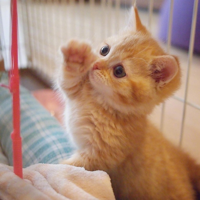 猫眼泪多是怎么回事？