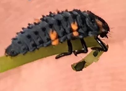 农田里的益虫大盘点