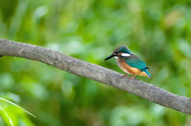 我愿是激流(鲁迅先生的自嘲古诗)