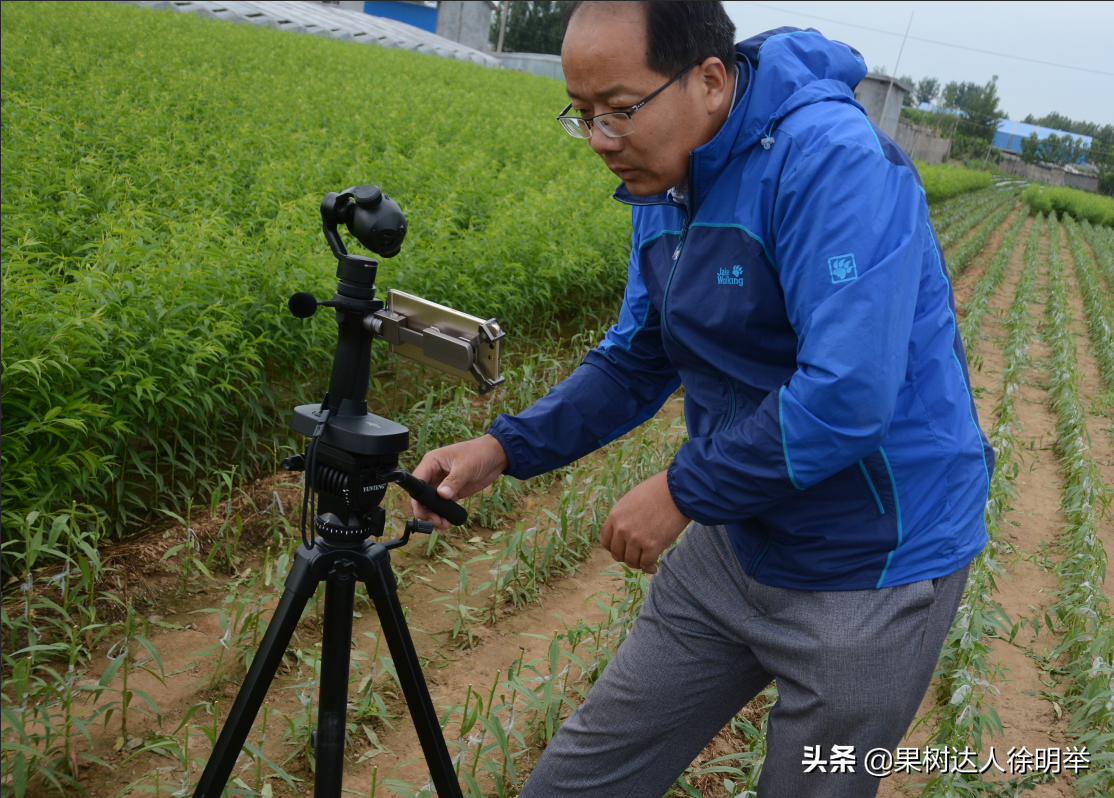 桃树夏季嫁接时间和方法（桃树夏天嫁接时间和方法）-第6张图片-昕阳网