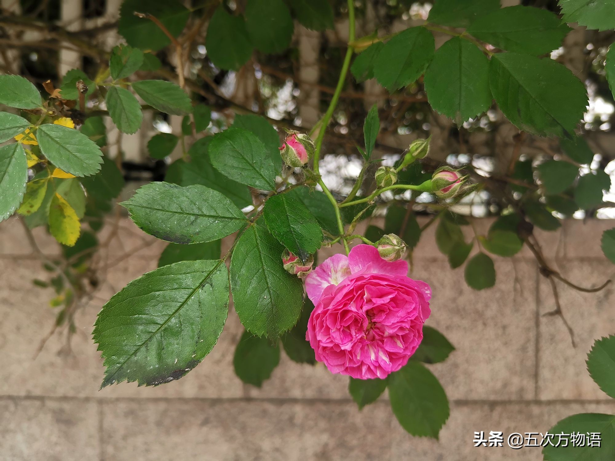 蔷薇花的特点（蔷薇花的特点的一段话）-第11张图片-大连信息网