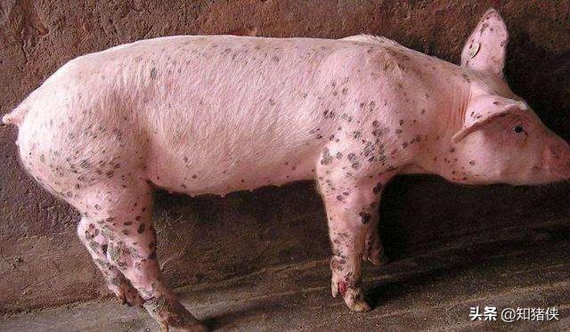 废机油在养猪中有这么大的作用，不会使用就太可惜了