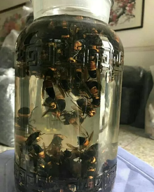 还要收集蜂蜜,更是说《本草纲目》记载了地雷蜂蜜不仅味道甘美,还具有