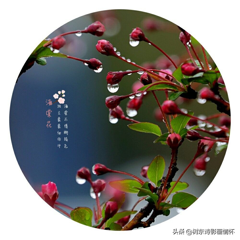 海棠含珠芬芳寓吉祥