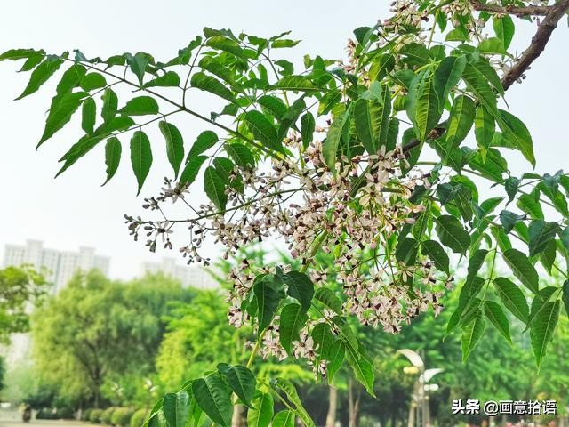 【楝树花开】苦楝花浅韵楝(liàn)花即苦楝花,别名苦苓,金铃子,始于
