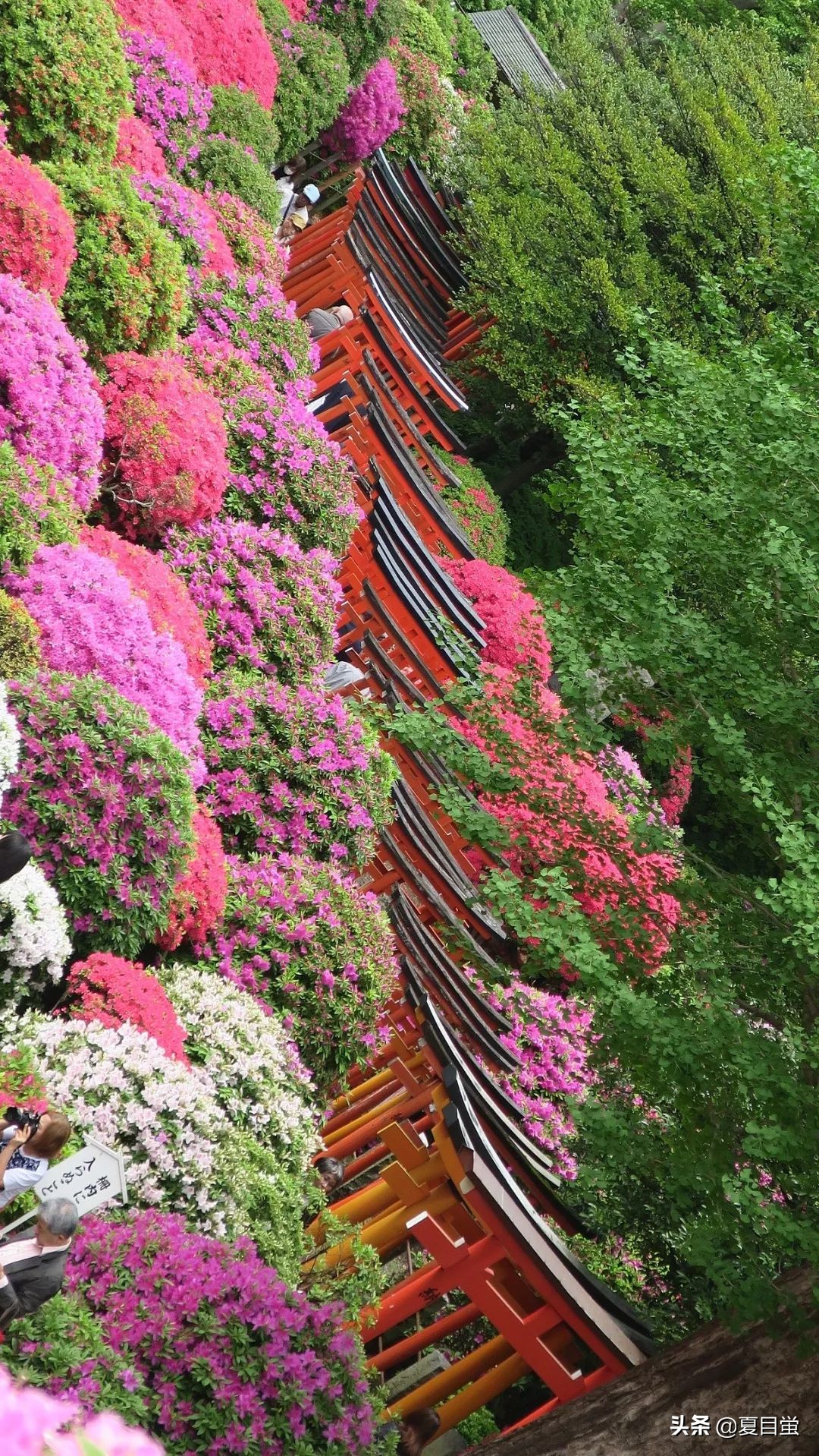 东京：根津神社，杜鹃花丛中的漫步