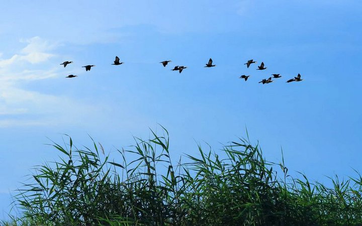 盛夏西海烟波浩渺 荷花涟漪鱼翔浅底