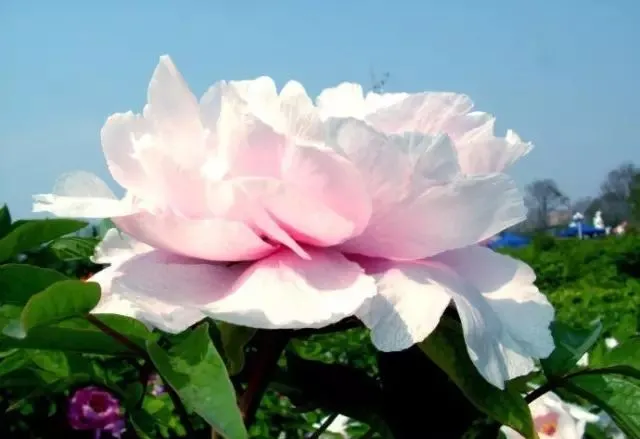 100种名贵牡丹鉴赏 绘画好素材（报花名）
