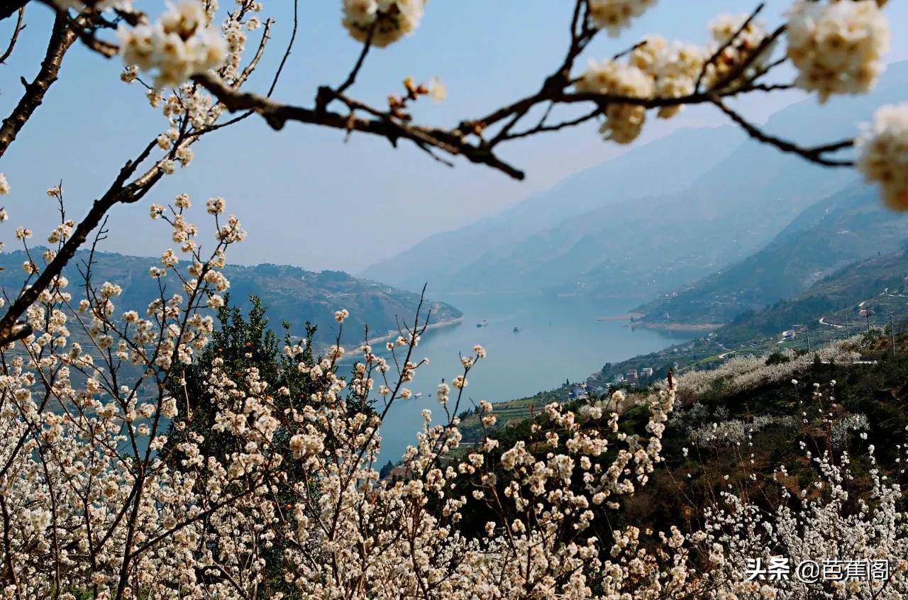 鲜花的山岗（樱桃花开满山岗的美景及赏花攻略）