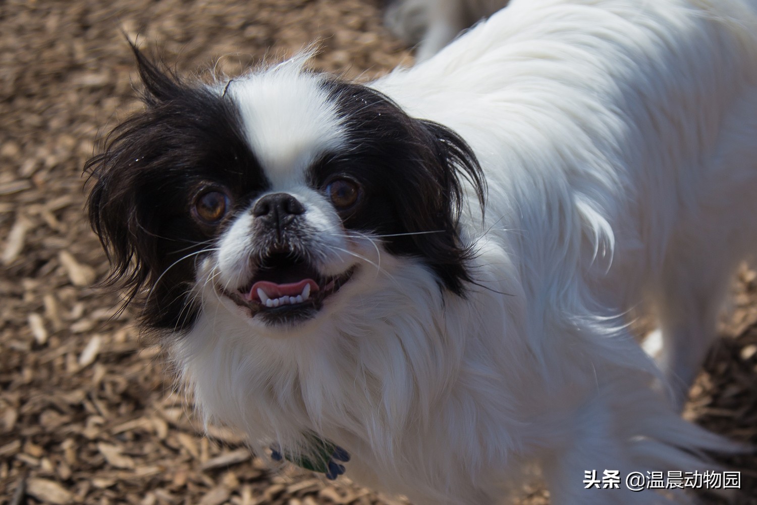 日本狆多少钱一只(虽然) - 价格百科