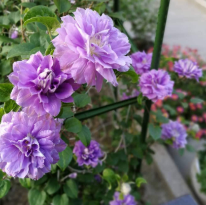 其实这也只是铁线莲的一个品种,后来姐姐陆陆续续的种植了不少各种各