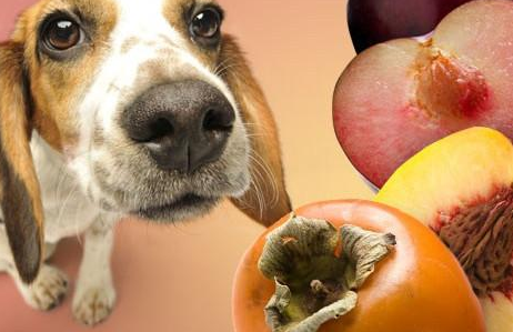 狗能不能吃苹果（狗能不能吃苹果核）