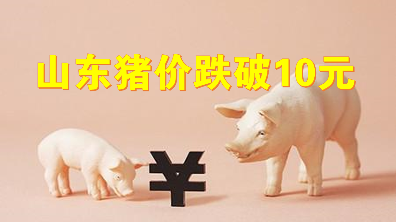 4月2日山东省猪价行情播报：德州、临沂多地猪价跌到10元