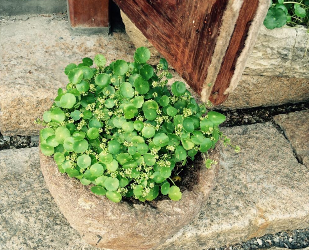 铜钱草开花了怎么办（3步让绿叶变得又大又绿）