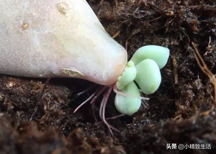 9月好时节,从叶插开始,简单3步,变成多肉大户