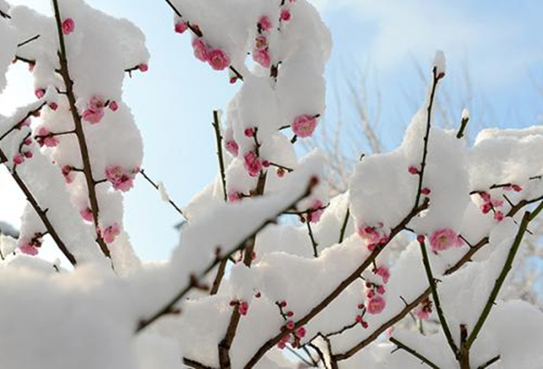 雪中梅花：日暮诗成天又雪，与梅并作十分春