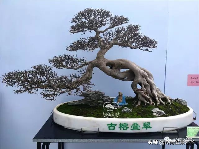 榕樹盆景圖片,榕樹盆景圖片大全欣賞