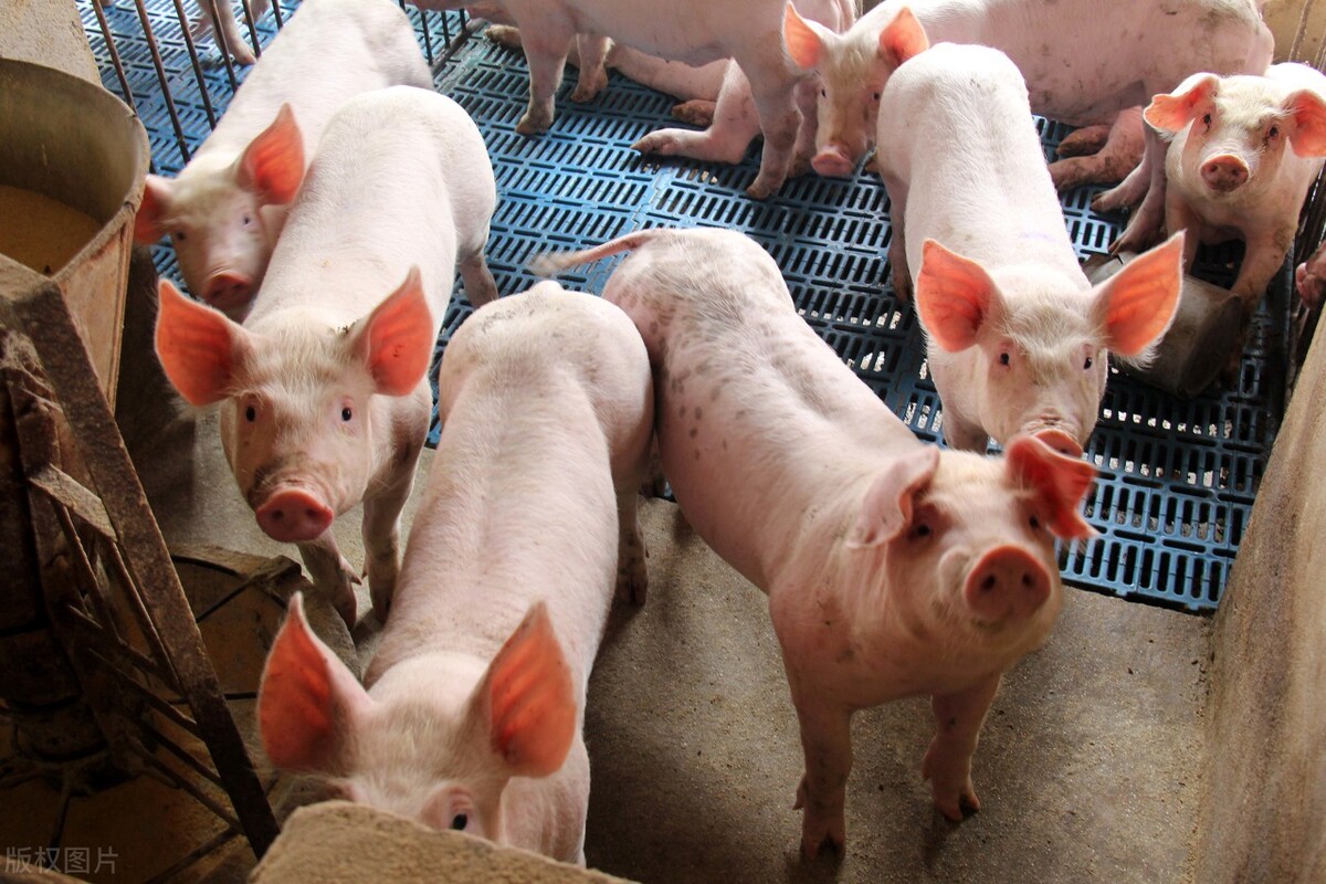 全国生猪价格涨跌表｜2021年6月28日，各省猪价大涨1.5元