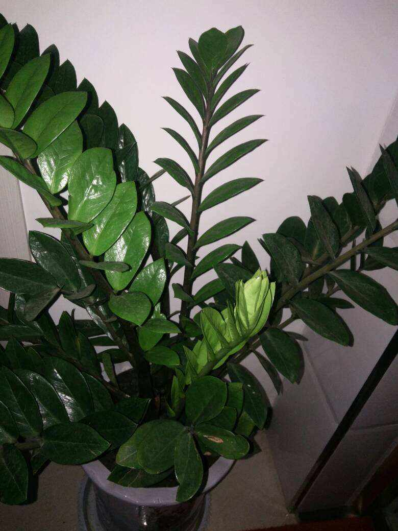 1种花名叫"钱串子",牢记4个养护口诀,叶子油亮直反光