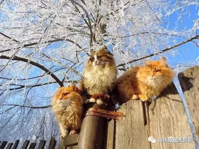 猫咪品种大盘点13:西伯利亚森林猫