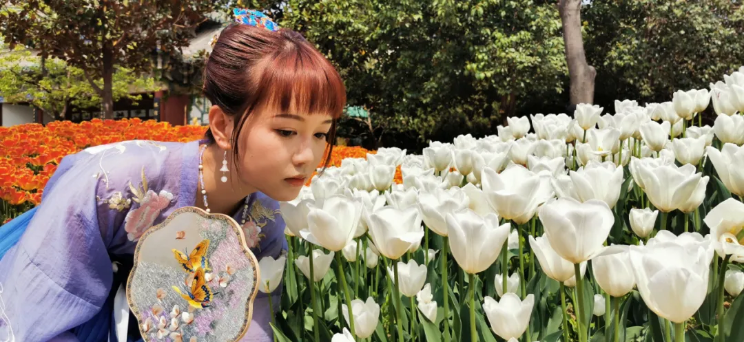 诗词中亭亭玉立的郁金香