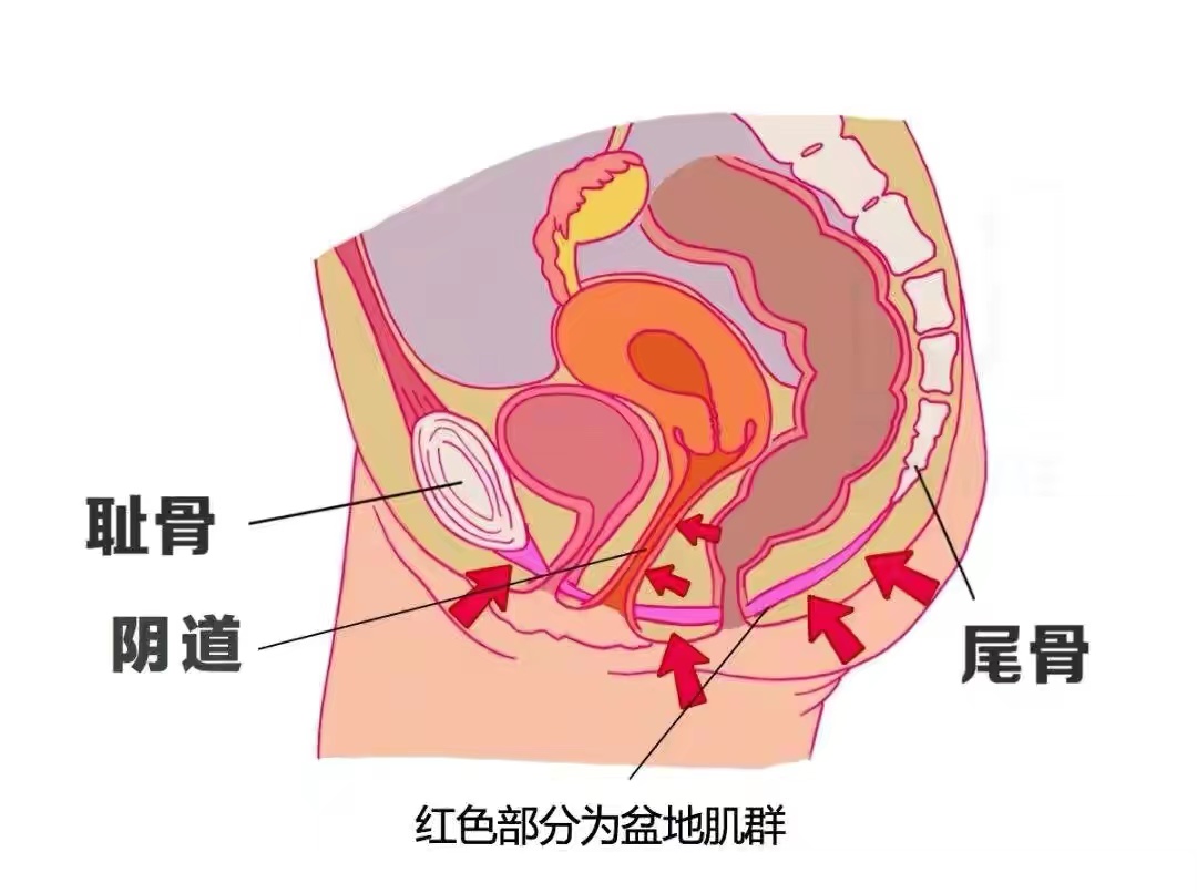 你的盆底肌还好吗？收下这份干货，让你摆脱烦恼