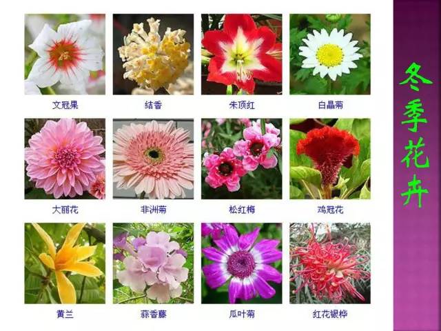 世界名花排名图片