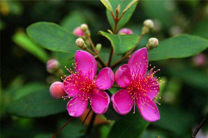 桃金娘开花真有趣,如同星空一般,星星点点颜值高