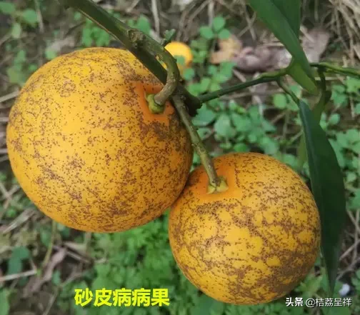 针对柑橘沙皮病的33种药剂成分效果分析