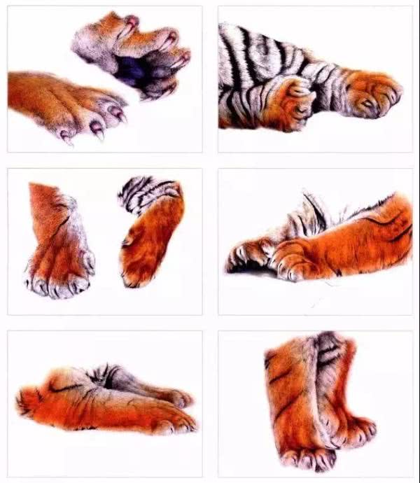 老虎很难画？分步骤教你画老虎，从细节教你，简单易学，快来学习