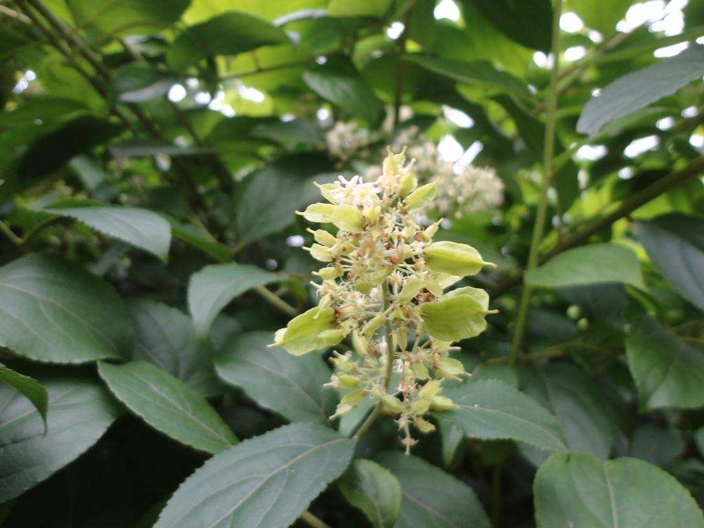 蜜蜂误采雷公藤,蜂蜜成毒蜜,2人因此丧生