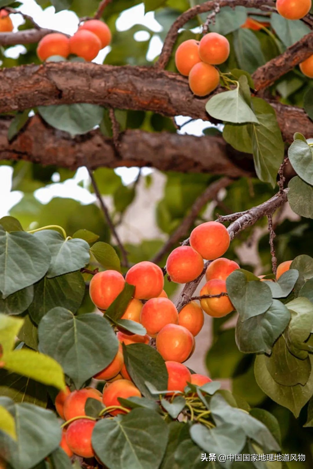 杏仁的图片(小白杏) - 赤虎壹号
