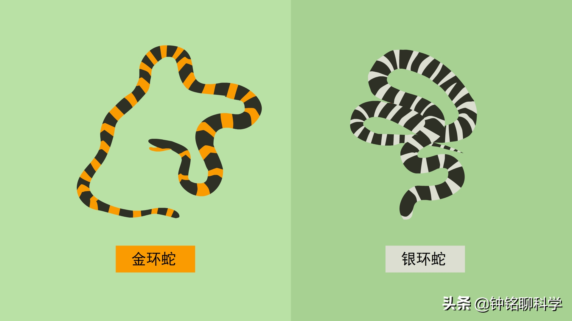 中国十大致命毒蛇排行榜：揭秘第一毒蛇的惊人毒性威力
