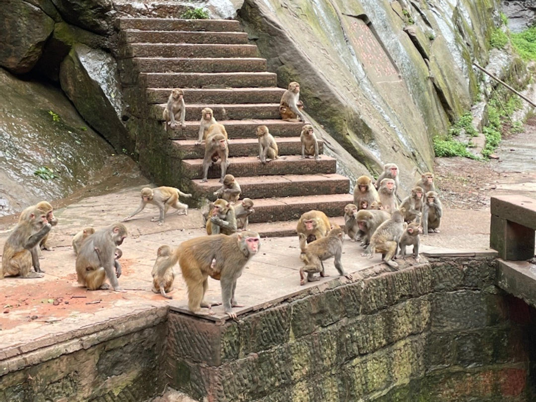 城市太热不如回归大自然避暑？重庆江津四面山非去不可