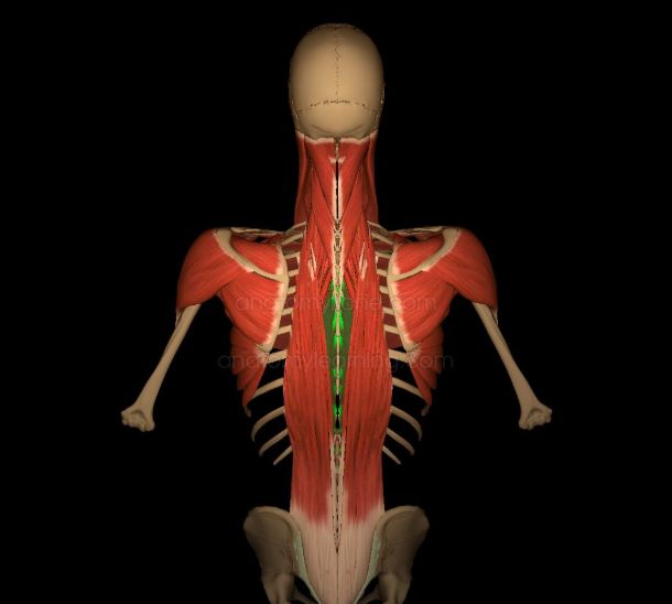 一张图看懂背部肌肉长什么样,不再为练背发愁