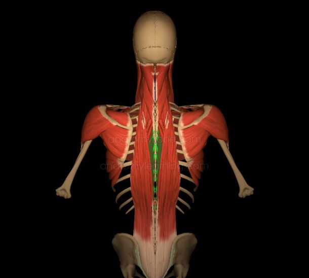 豎脊肌位置圖片(一張圖看懂背部肌肉長什麼樣) - 赤虎壹號