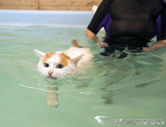 辟谣：所有猫都怕水？不是哦，养这些猫，你可能需要游泳池