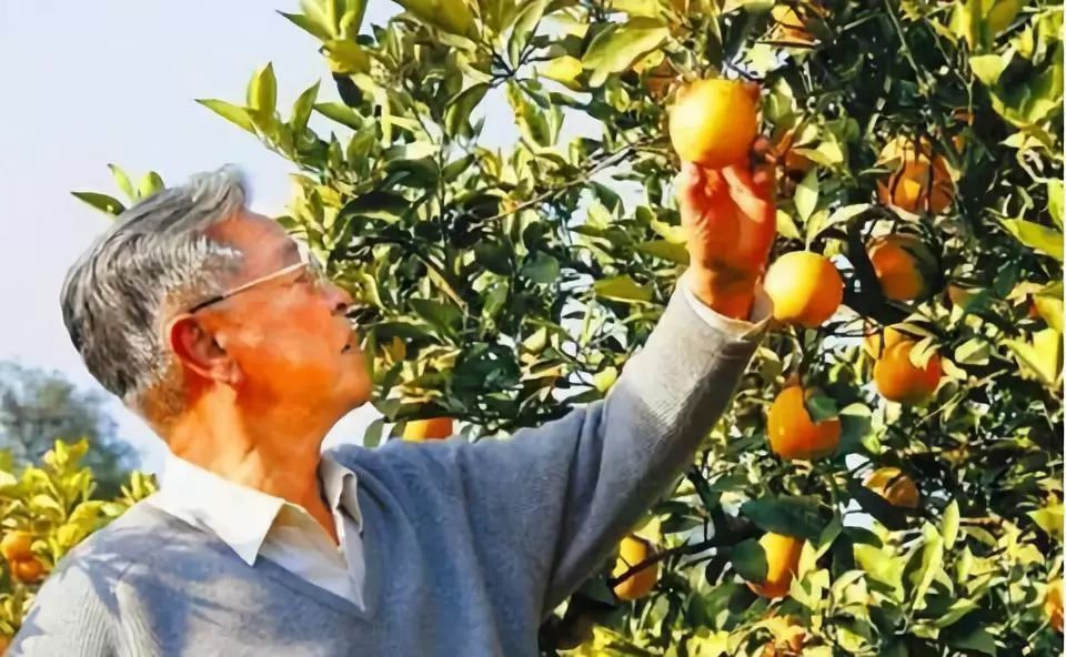褚橙命运沉浮：褚时健去世，2亿神话能否继续？