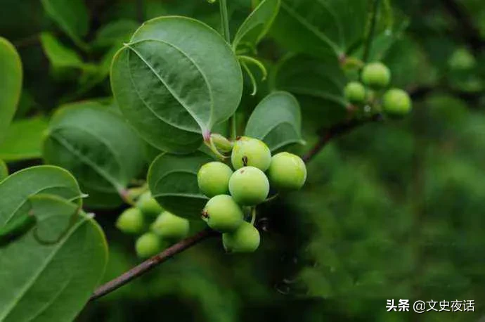 这些诗词中的植物名，你读对了吗？