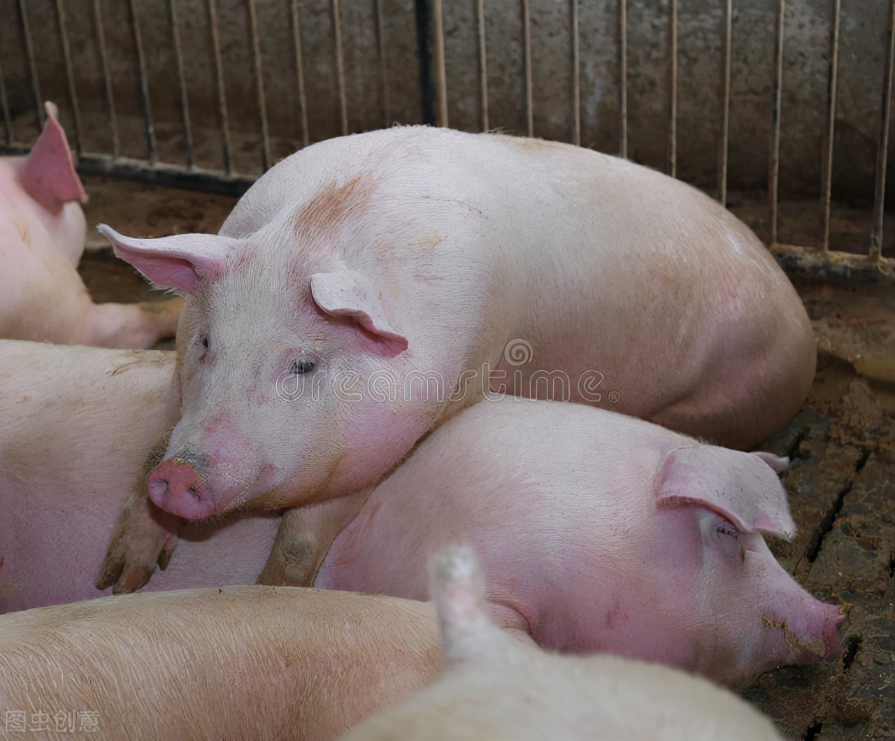 2021年10月22日黑龙江省各市县猪价，今日略有上涨