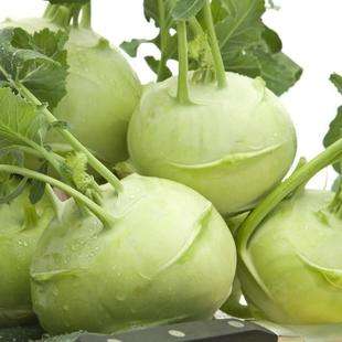 问你个问题，你可敢回答：“芥菜一共有多少种？”