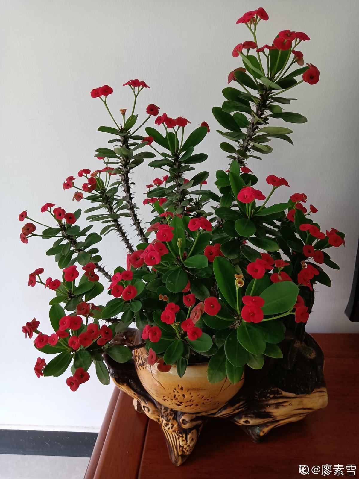 4种有毒花常在身边,还是得小心点,中毒就麻烦了