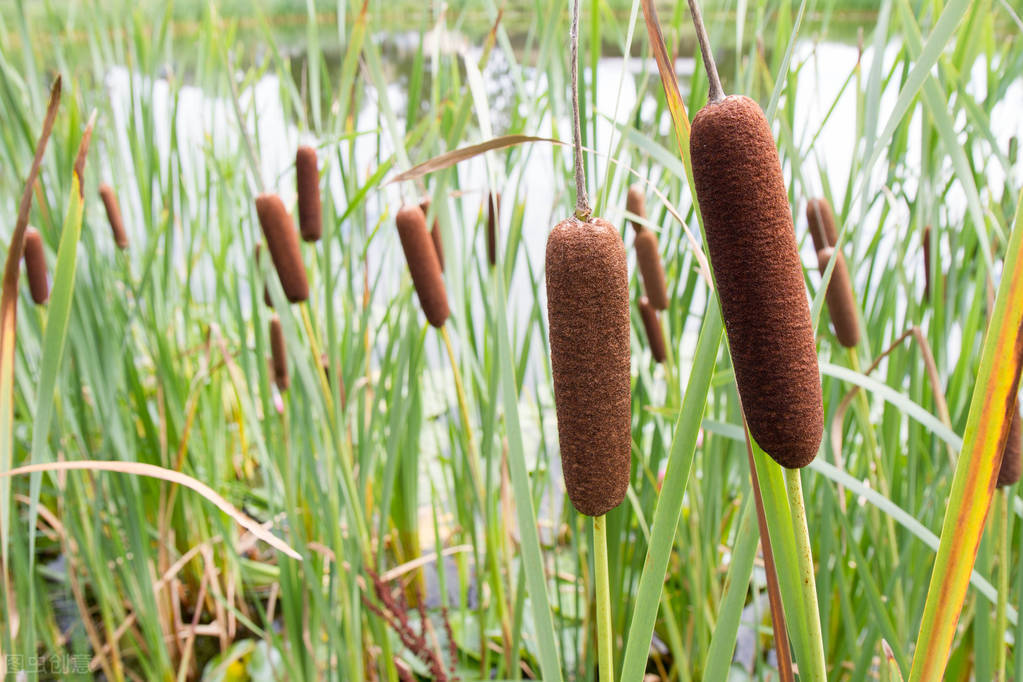 芦苇笋可以吃吗(芦苇笋可以吃吗?芦苇笋是发物吗-壹健康经验)